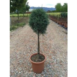 CUPRESSUS ARIZ. FASTIGIATA LV 9 MINI STANDARD Arizónai oszlopos cédrus