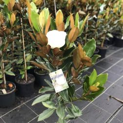 MAGNOLIA GRANDIFLORA LITTLE GEM CLT. 3 Magnólia