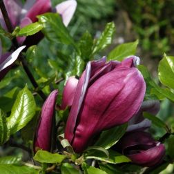 Magnolia Nigra liliomfa 2 literes kont&eacute;nerben