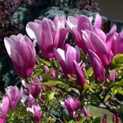 Magnolia Susan liliomfa 2 literes kont&eacute;nerben