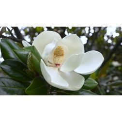 MAGNOLIA GRANDIFLORA ALTA (R)  CLT. 10  Magnólia