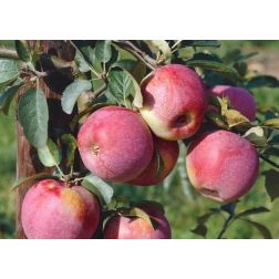 Malus dom. "Florina" CLT6 1/2T