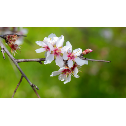 PRUNUS DULCIS (MANDORLO) TUONO  CLT. 15 HALF STANDARD  Mandula