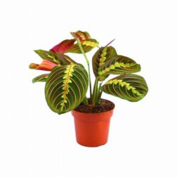 Maranta nyílgyökér 12 cm-es cserépben, kb. 10 cm magas