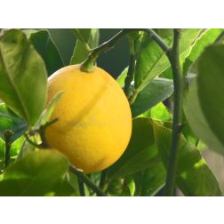 Citrus citromfélék 20 cm-es cserépben