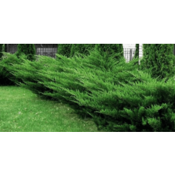 Terülő boróka Juniperus Chin. "Mint Julep" CLT20