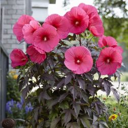 O&aacute;zis Mocs&aacute;ri hibiszkusz - Hibiscus moscheutos 21 cm-es cser&eacute;pben