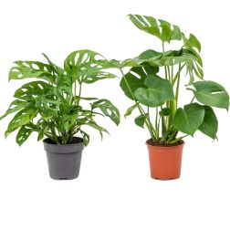Monstera Könnyezőpálma szobanövény 12 cm-es cserépben