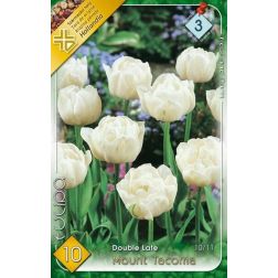 Tulipa double late mount tacoma fehér tulipán virághagyma 7 darab