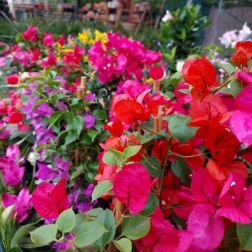 Bougainvillea murvaf&uuml;rt 23 cm-es cser&eacute;pben, (mediterr&aacute;n n&ouml;v&eacute;ny) t&ouml;bb sz&iacute;nben