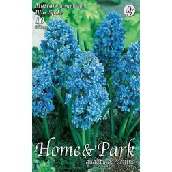 Muscari armeniacum blue spike k&eacute;k gy&ouml;ngyike vir&aacute;ghagyma 10 darab