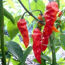 O&aacute;zis Szellem Chili Naga Jolokia paprika pal&aacute;nta 12 cm-es cser&eacute;pben