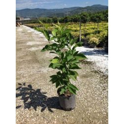 MAGNOLIA SOULANGEANA CLT. 5 Magnólia