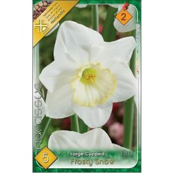 Narcissus flower frosty snow fehér-sárga nárcisz virághagyma 5 darab