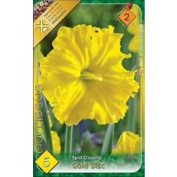 Narcissus split corona gold disc sárga nárcisz virághagyma 5 darab