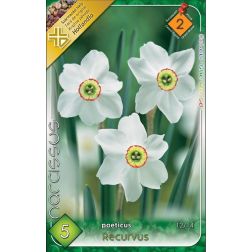 Narcissus poeticus recurvus vegyes színű nárcisz virághagyma 5 darab