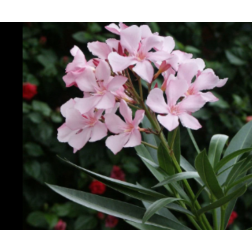 NERIUM OLEANDER CLT. 10 60/80 leander