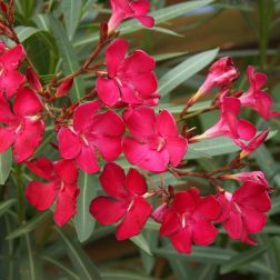 Nerium Oleander leander növény 14 cm-es cserépben