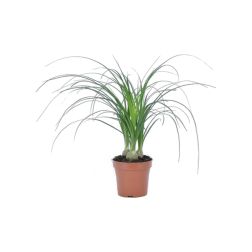 Nolina Elefántláb szobanövény 12 cm-es cserépben
