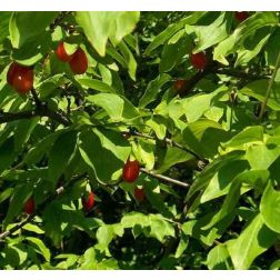 O&aacute;zis h&uacute;sos som - Cornus mas"Joliko" - kont&eacute;neres, lombhullat&oacute; tereb&eacute;lyes cserje c2 30/40
