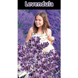 O&aacute;zis levendula mix 4 db 10,5 cm-es cserepes levendula pakkban