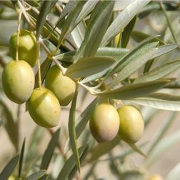 Olea Europaea D'Africa olajfa 14 cm-es agyagcserépben