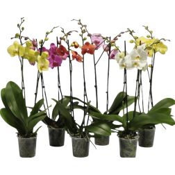 Phalaenopsis Lepkeorchidea szobanövény 12 cm-es cserépben