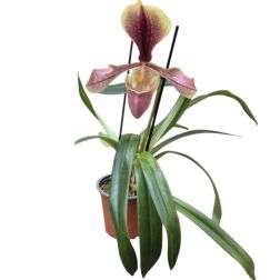 Paphiopedilum orchidea 12 cm-es műanyag cser&eacute;pben, 20/25 cm
