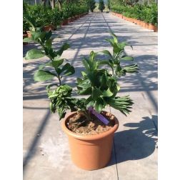Óriáscitrom Citrus Medica (Cédrát) Lv12 60/80