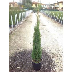CUPRESSUS SEMPERV. PYRAMIDALIS CLT. 7 Piramisos örökzöld cédrus