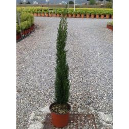 Oszlopos európai ciprus Cupressus Sempervirens "Totem" CLT3