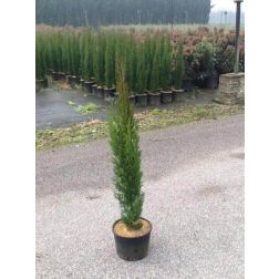 CUPRESSUS SEMPERVIRENS TOTEM CLT. 10 80/100 Oszlopos örökzöld cédrus