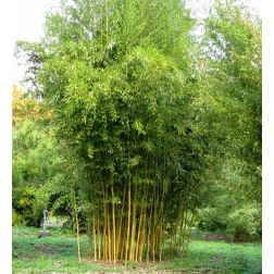 BAMBUSA (PHYLLOSTACHYS) AUREOSULCATA  CLT. 70  Bambusz