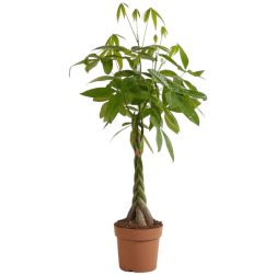 Pachira vadkakaó szobanövény 25 cm-es cserépben, 130 cm magas