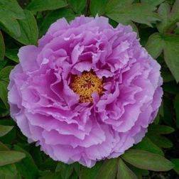 Paeonia suffruticosa bazsar&oacute;zsa "Lavender" 15 cm cser&eacute;pben