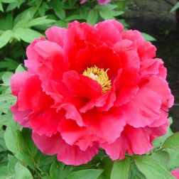 Paeonia suffruticosa bazsar&oacute;zsa "Red" 15 cm cser&eacute;pben