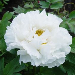 Paeonia suffruticosa bazsar&oacute;zsa "White" 15 cm cser&eacute;pben