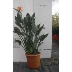 STRELITZIA REGINAE LV 12 Papagájvirág