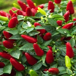 O&aacute;zis T&ouml;rpe Chilli paprika pal&aacute;nta 12 cm-es cser&eacute;pben