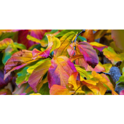 Parrotia persica CLT18 125/150