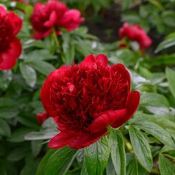 Paeonia bazsar&oacute;zsa piros 15 cm cser&eacute;pben