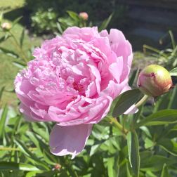Paeonia bazsar&oacute;zsa r&oacute;zsasz&iacute;n 15 cm cser&eacute;pben