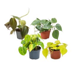 Philodendron Futó filodendron szobanövény 12 cm-es cserépben