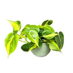 Philodendron scandens Kúszó philodendron szobanövény 12 cm-es cserépben