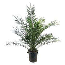 Phoenix canariensis kanári datolyapálma szobanövény 45 cm-es cserépben, 180 cm magas