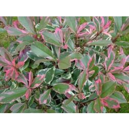 PHOTINIA FRASERI PINK MARBLE (R) LV 9 MINI STANDARD Korallberkenye
