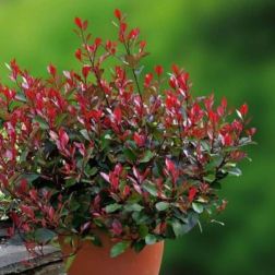 Photinia ser."Red Robin" CLT15