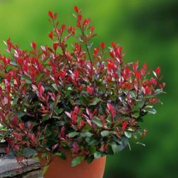 Photinia ser."Red Robin" CLT18 6/8