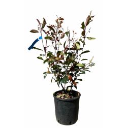 Photinia Serrulata "Red Robin" korallberkenye CLT10-es cserépben 80/100 cm