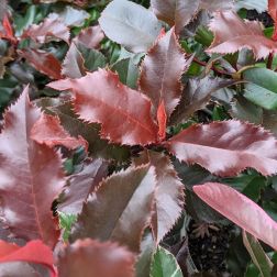 PHOTINIA X FRASERI MAGICAL VOLCANO (R) CLT. 5 Korallberkenye
